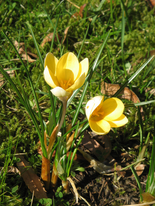 CROCUS Species Romance 5/7cm - 10 Bulbs