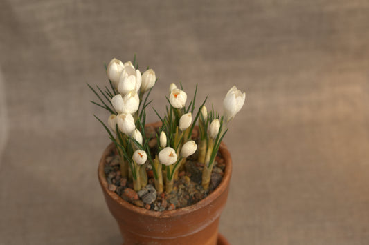 CROCUS biflorus Miss Vain 5/7cm - 10 Bulbs