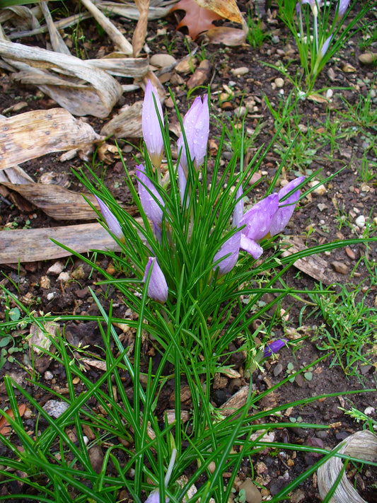 CROCUS sativus Saffron 7/8cm - 10 Bulbs
