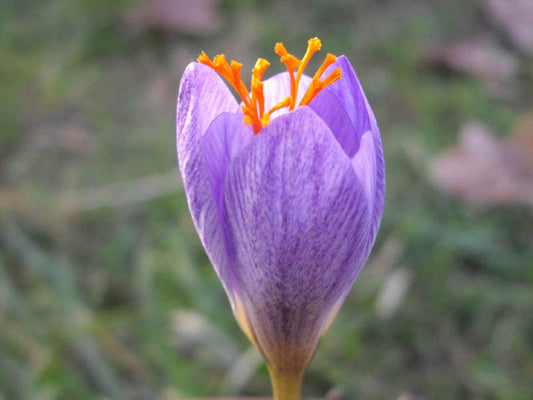 CROCUS speciosus Conqueror 5/7cm - 10 Bulbs