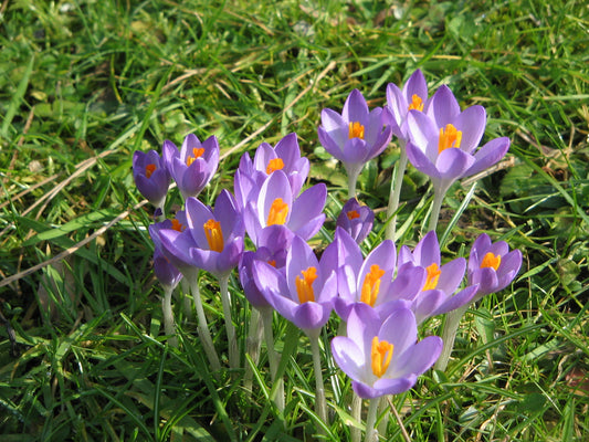 CROCUS Species tommasinianus Barrs Purple 5/7cm - 10 Bulbs