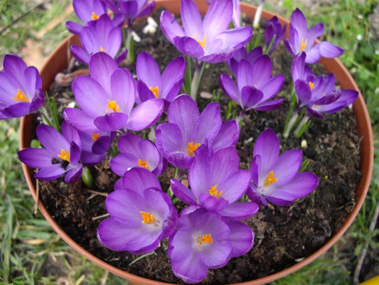 CROCUS Species tommasinianus Whitewell Purple 5/7cm - 10 Bulbs