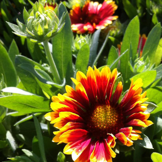 GAILLARDIA x grandiflora Kobold Goblin - 9cm Pot