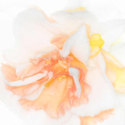DAFFODIL Bridal Crown 10/12cm by count - 10 Bulbs