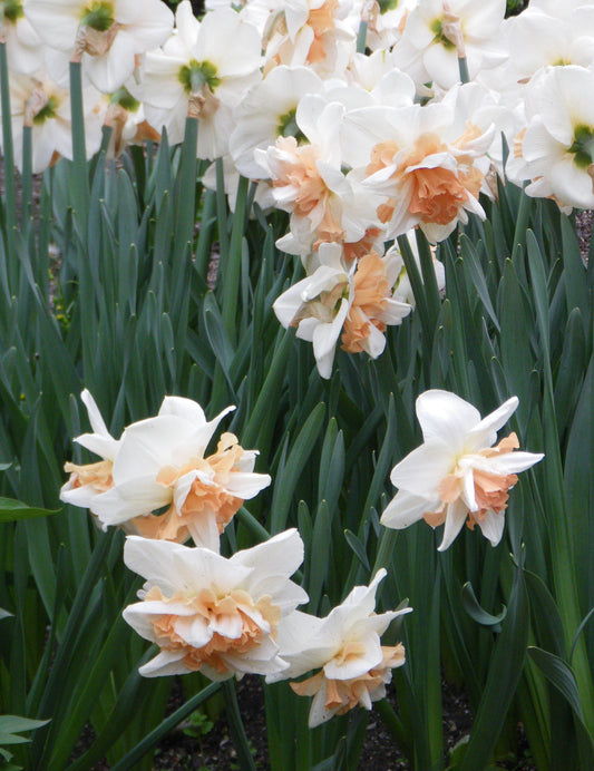 DAFFODIL Delnashaugh 12/14cm by count - 10 Bulbs