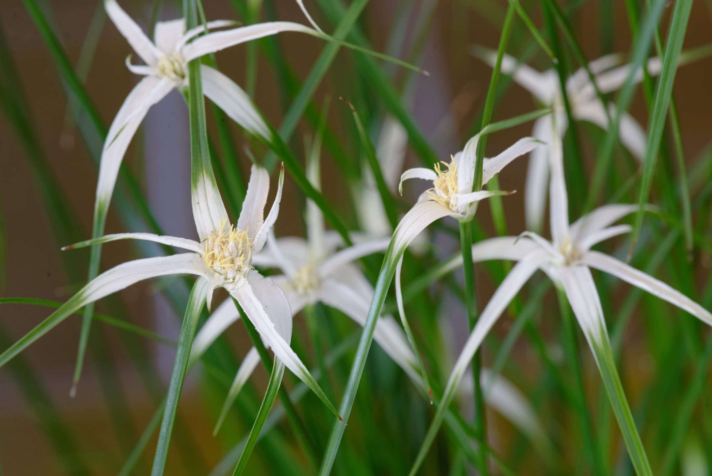 Dichromena colorata (Star grass) - Marginal Pond Plants - MBP032