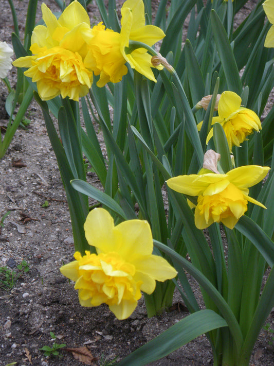DAFFODIL Dick Wilden 12/14cm by count - 10 Bulbs