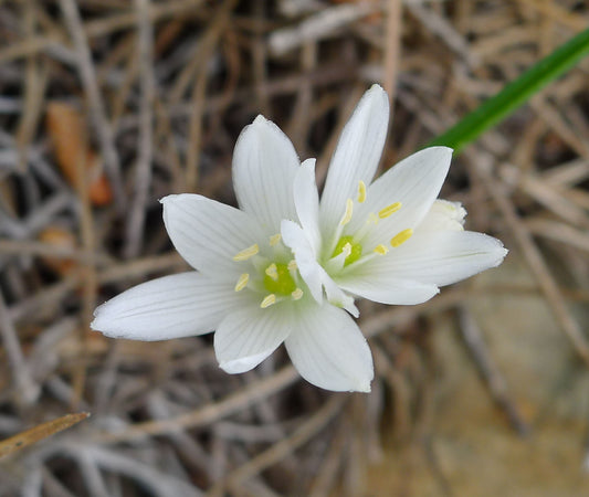 ORNITHOGALUM nutans 5/6cm - 10 Bulbs