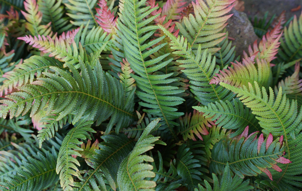 Dryopteris Erythrosora - BP033 Packs