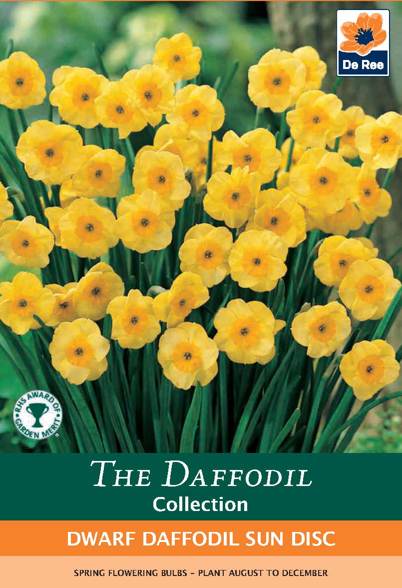 Dwarf Daffodil 'Sun Disc' (8 Bulbs)