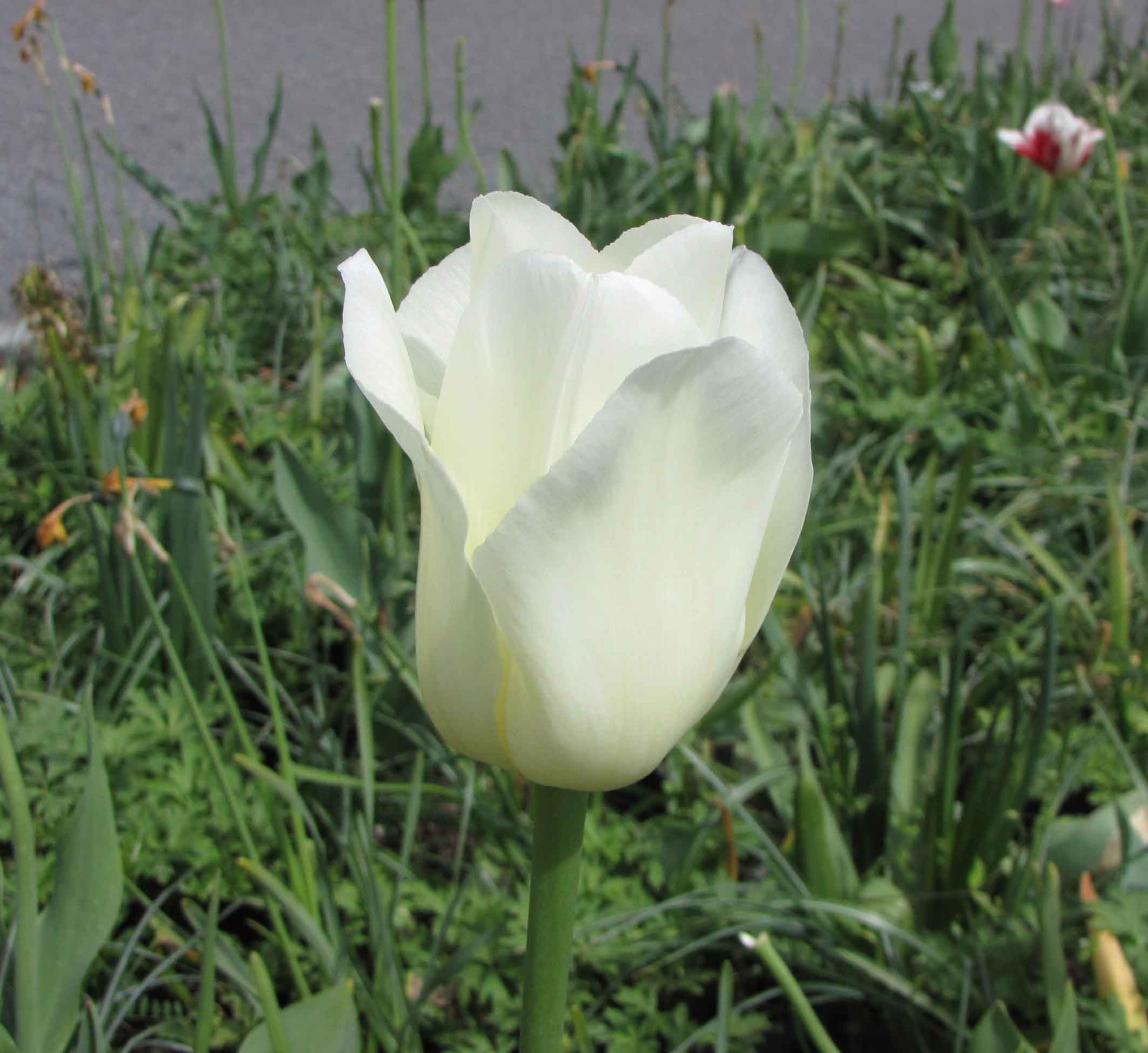 TULIP City of Vancouver 10/11cm - 10 Bulbs
