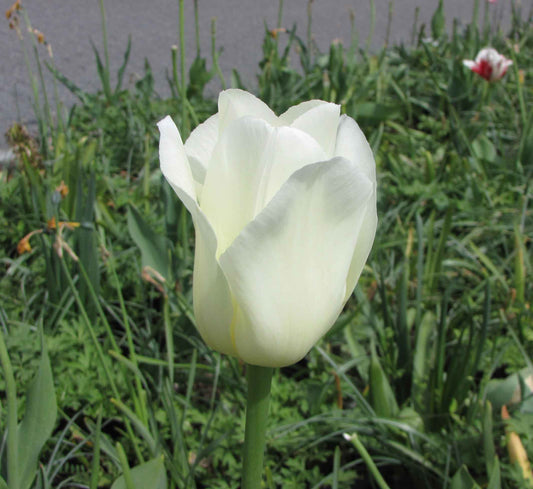 TULIP City of Vancouver 10/11cm - 10 Bulbs