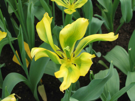 TULIP viridiflora Formosa 10/11cm - 10 Bulbs