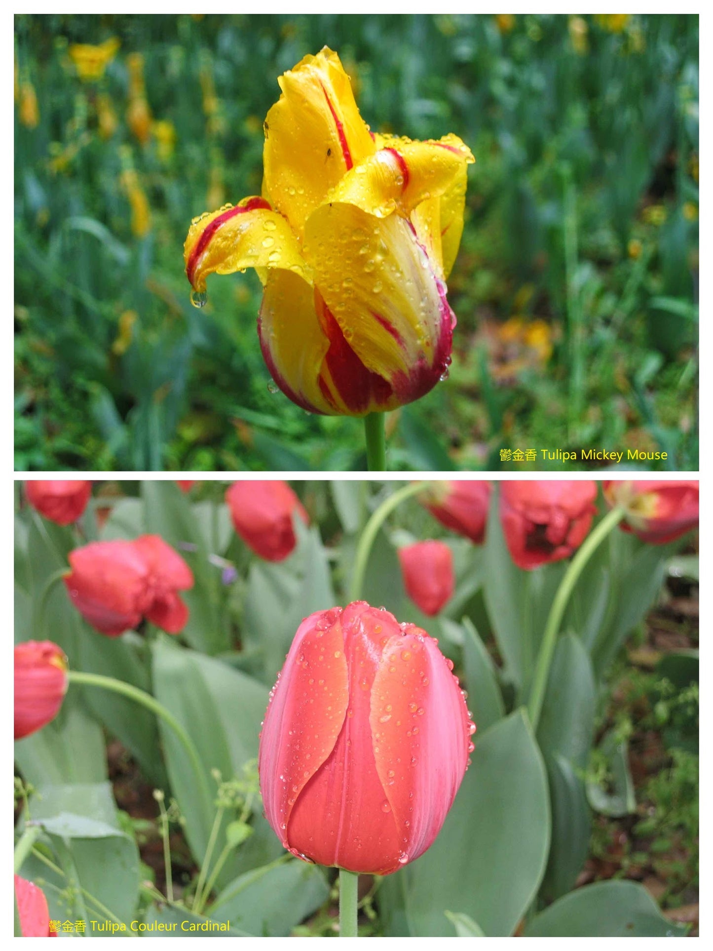 TULIP Mickey Mouse 10/11cm - 10 Bulbs