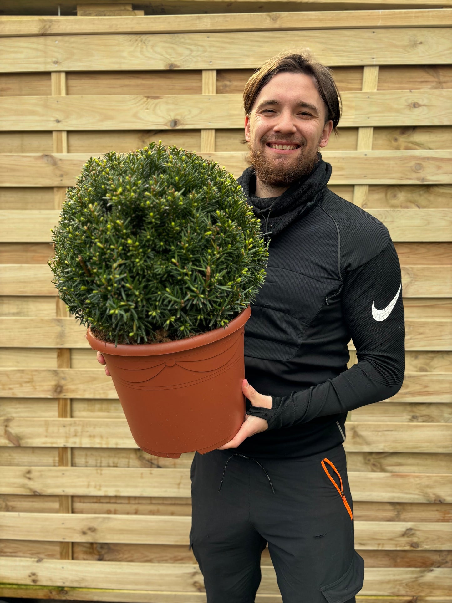 Yew Ball - Taxus Baccata Ball 6L / 7L / 10L / 22L