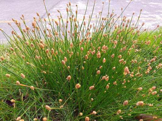 Eleocharis palustris (Common spike-rush) - Marginal Pond Plants - MBP034