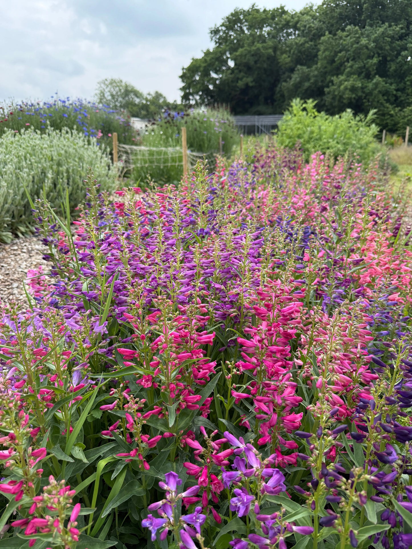 Penstemon Cambridge Mix