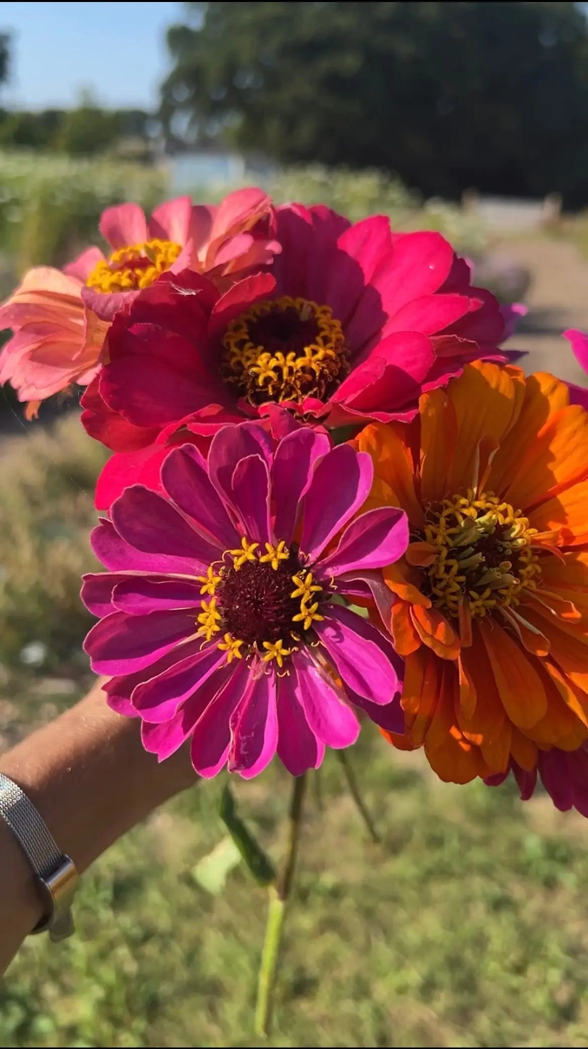 Zinnia Giants of California