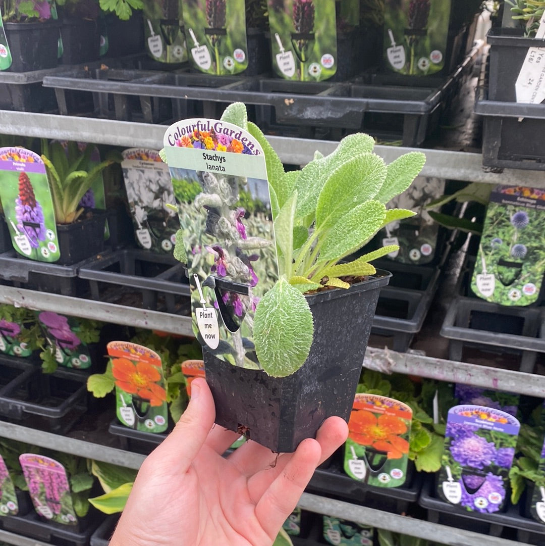 Stachys lanata 9cm / 2L
