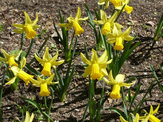 Min DAFFODIL February Gold 8/10cm - 10 Bulbs