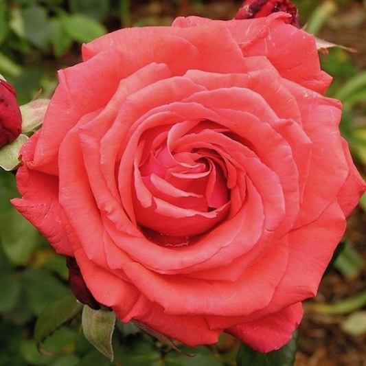Fragrant Cloud Hybrid Tea Rose 4L