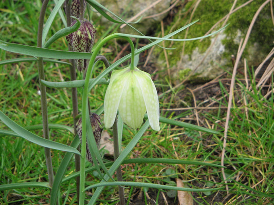 FRITILLARIA meleagris alba 6/7cm - 10 Bulbs