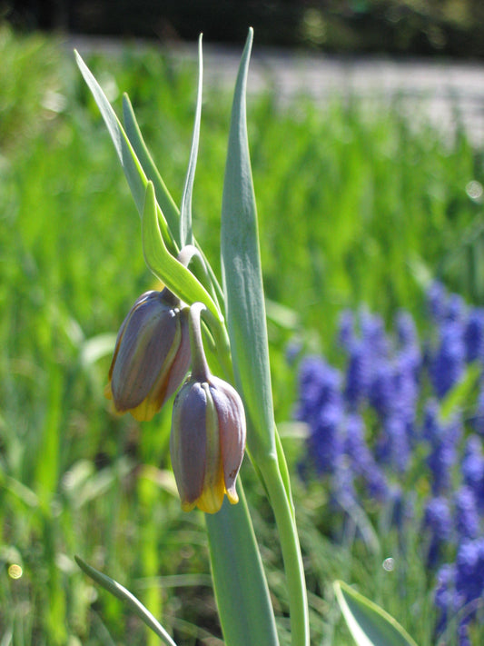 FRITILLARIA uva vulpis 6/7cm - 10 Bulbs
