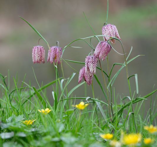 Fritillaria meleagris (Snakes head fritillary) - BP041 Packs