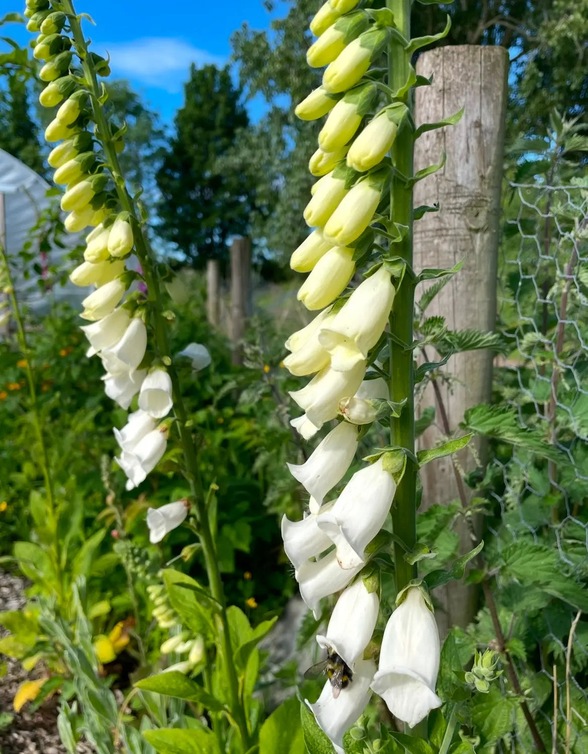 Foxglove Alba White