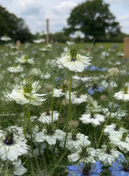 Nigella 'Miss Jekyll' White (Love-in-a-mist)
