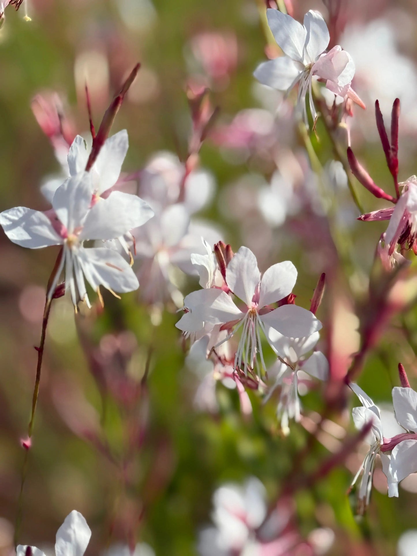 Gaura lindheimeri 'The Bride'