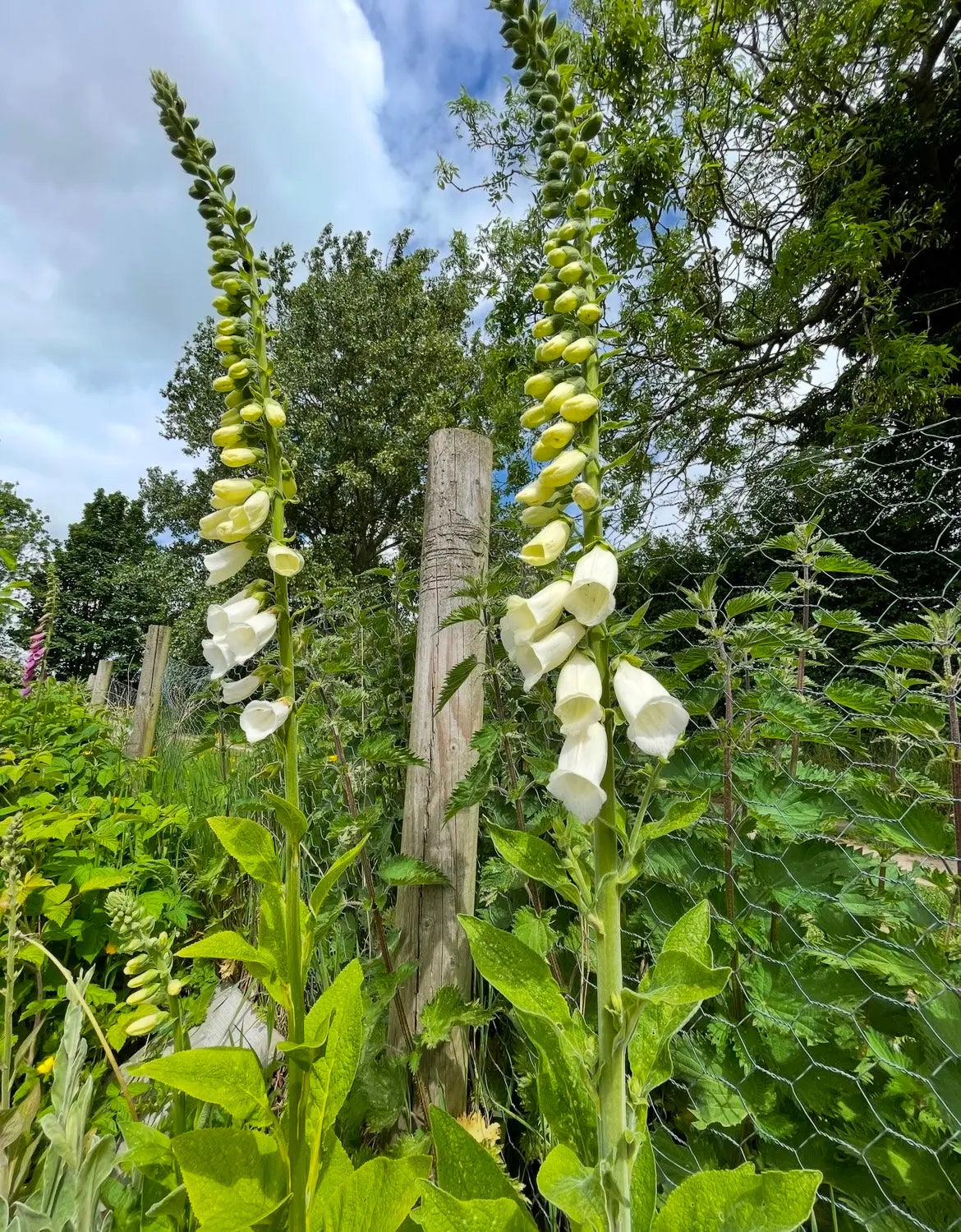 Foxglove Alba White