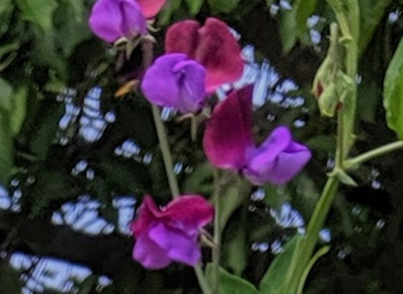 Sweet Pea Purple Pimpernell