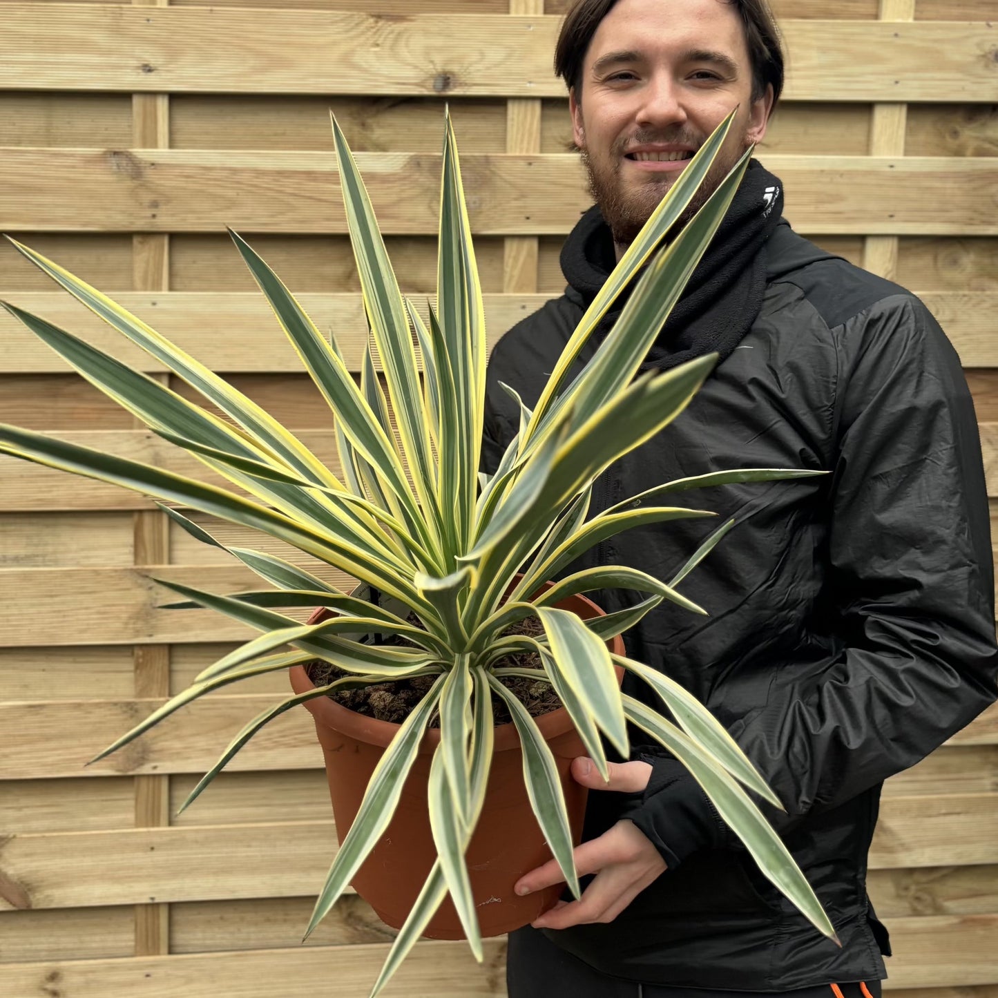 Yucca 'Gloriosa' Variegata 9cm / 3L / 7.5L