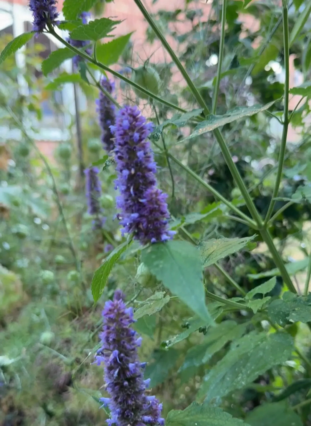 Agastache Liquorice Blue
