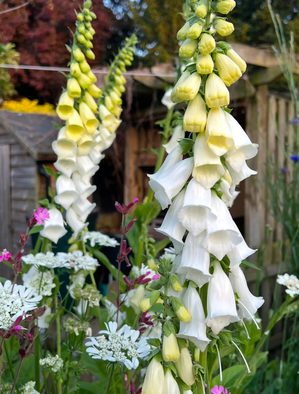 Foxglove Alba White