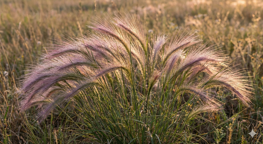 Hordeum Jubatum (Foxtail Barley)