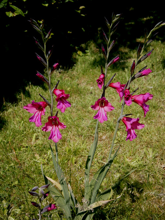 GLADIOLUS byzantinus 6cm up - 10 Bulbs