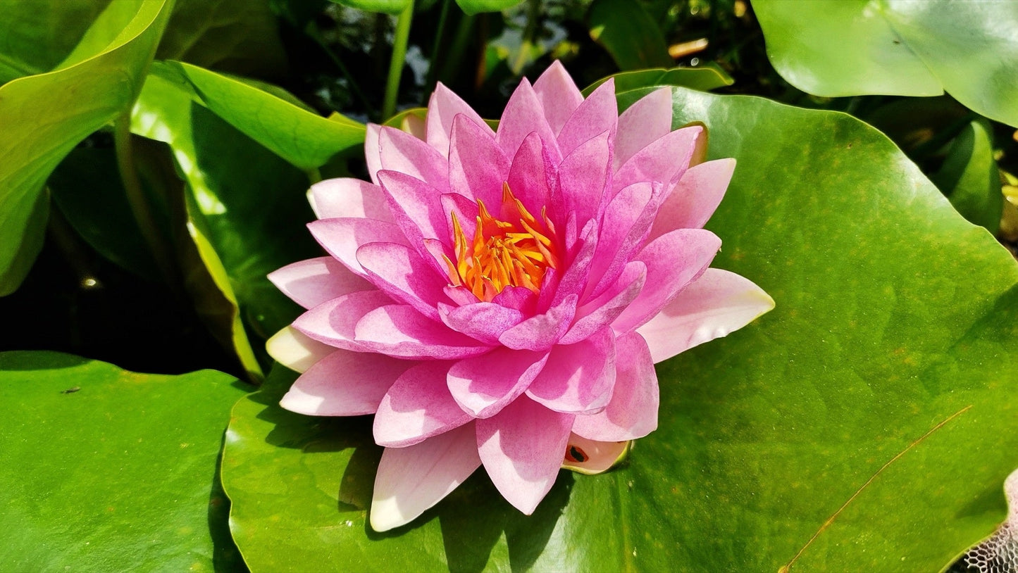 Gloriosa water lily - pond plants - LW09
