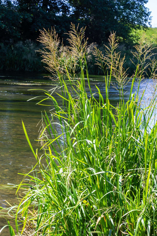 Glyceria maxima (Reed sweet grass) - Marginal Pond Plants - MP040