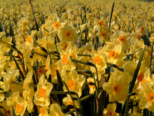 Min DAFFODIL Golden dawn 8/10cm - 10 Bulbs
