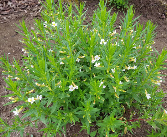 Gratiola officinalis (Summer Snowflake) - Marginal Pond Plants - MP042