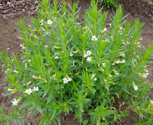 Gratiola officinalis (Summer Snowflake) - MP042 Packs