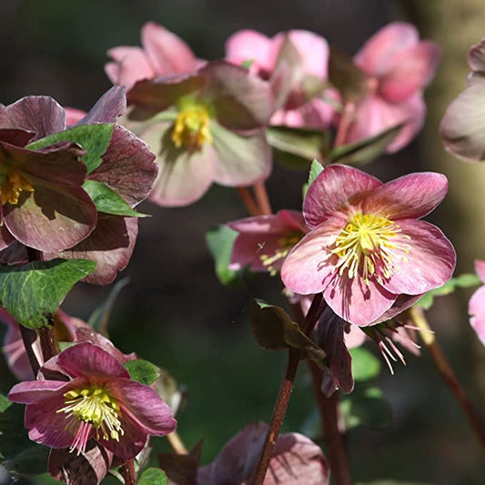 Mix of 3 Helleborus / Hellebore (3 x 9cm Pots)