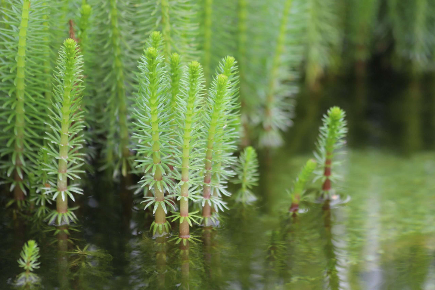 Hippuris vulgaris (Mare’s tail) - Marginal Pond Plants  - Pond Plants - Water Plants - OX008