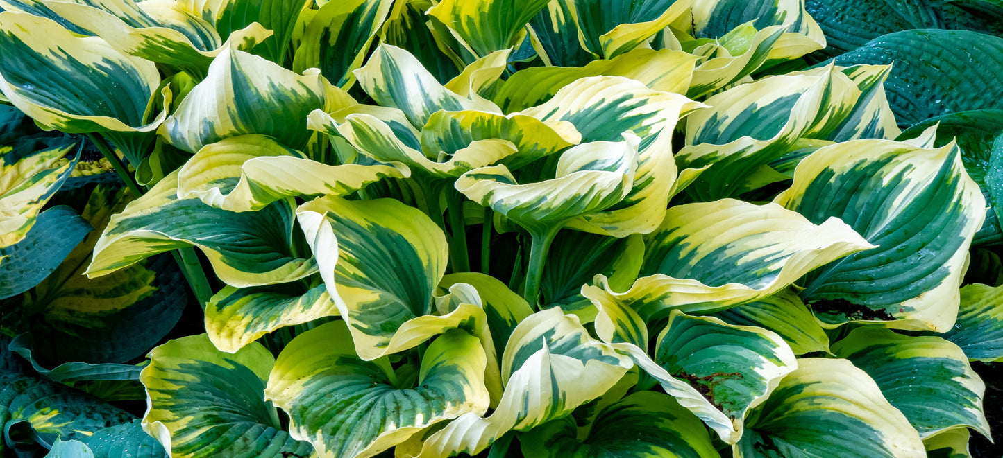 Hosta First Frost - BP046 Packs