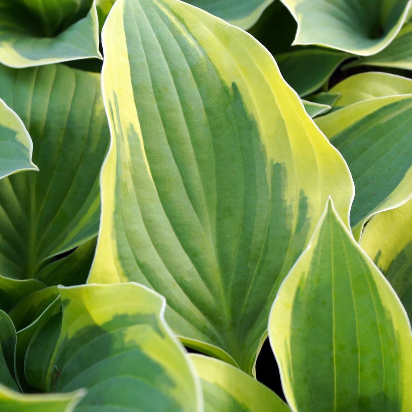 Hosta 'Aureomarginata' 2L