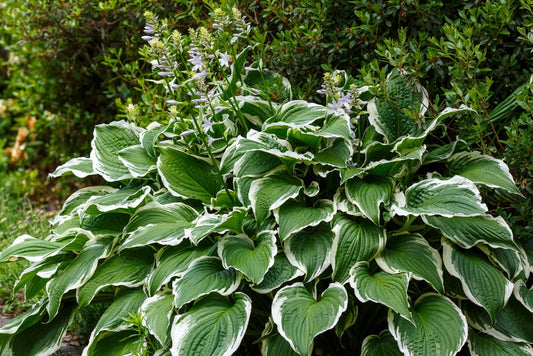 Hosta Patriot - BP047 Packs