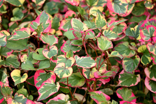 Houttuynia cordata ‘Chameleon’ (Harlequin plant) - MP044 Packs