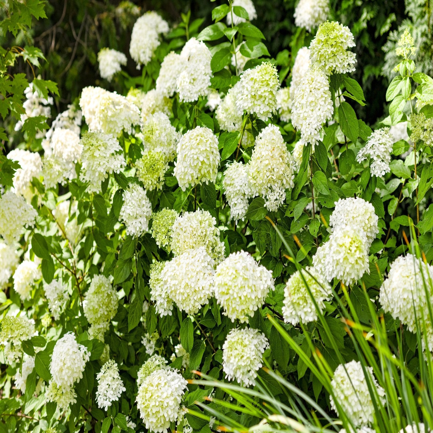 Hydrangea paniculta 'LimeLight' 9cm/2L/5L